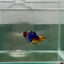 Plakat Yellow Fancy Male Betta N83