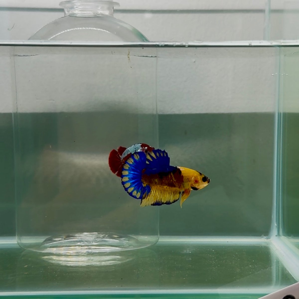 Plakat Yellow Fancy Male Betta N83