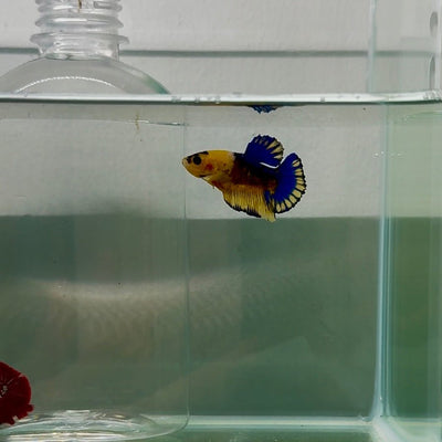 Plakat Yellow Fancy Male Betta N83