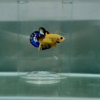 Plakat Yellow Fancy Male Betta N85