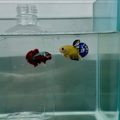 Plakat Yellow Fancy Male Betta N85