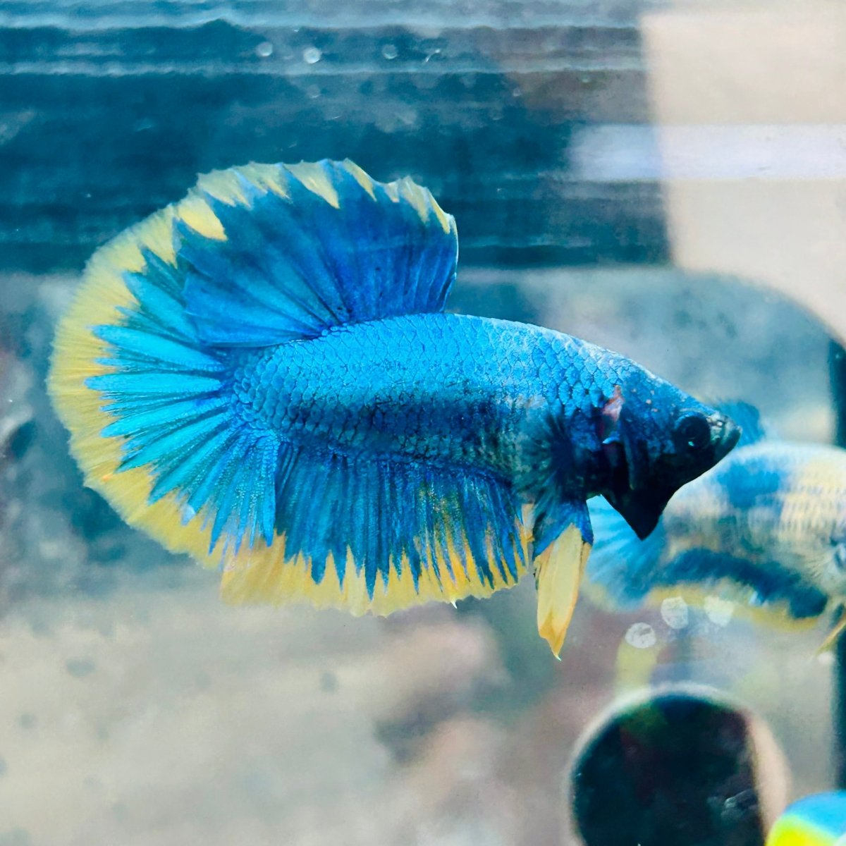Plakat Yellow Fancy Mascot Male Betta