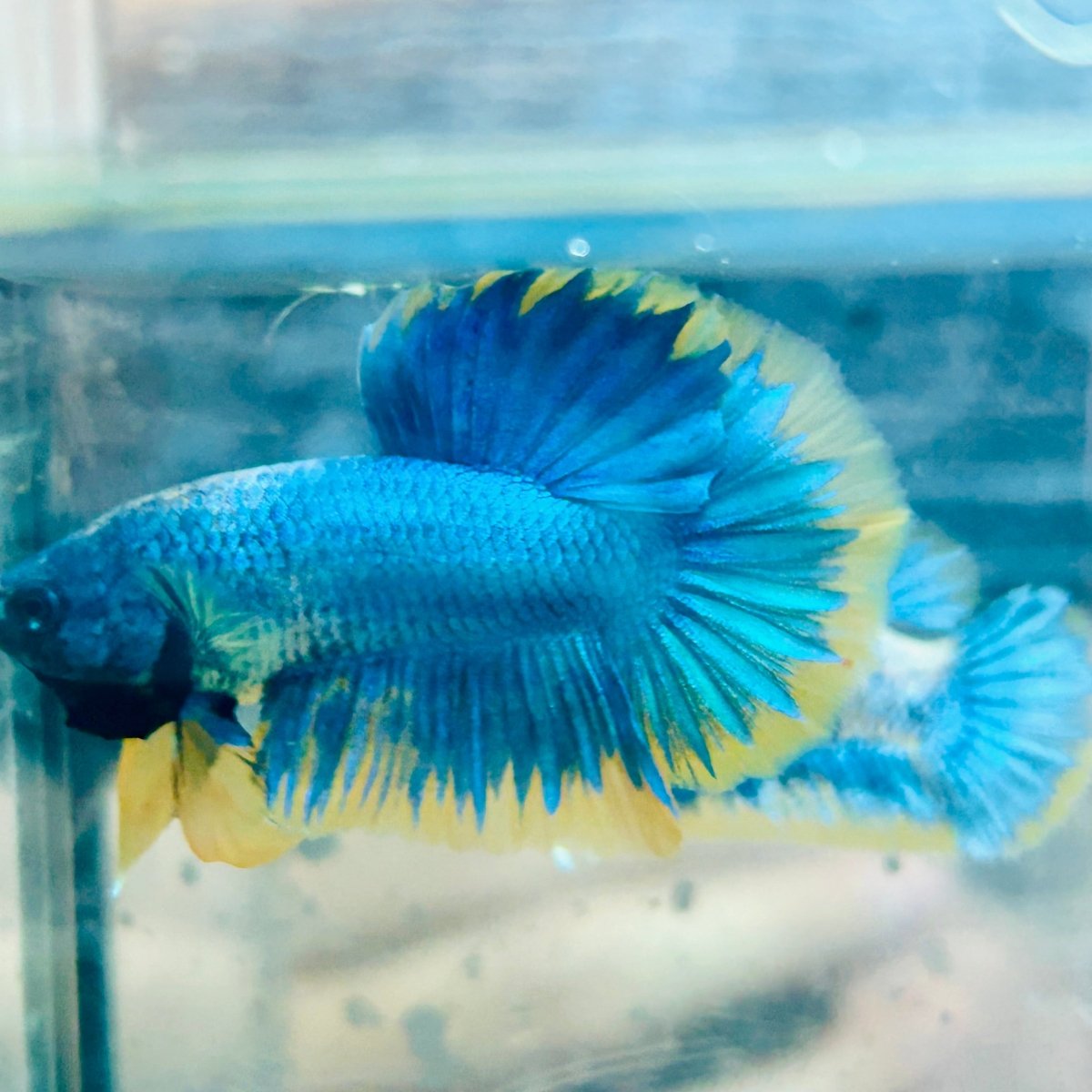 Plakat Yellow Fancy Mascot Male Betta