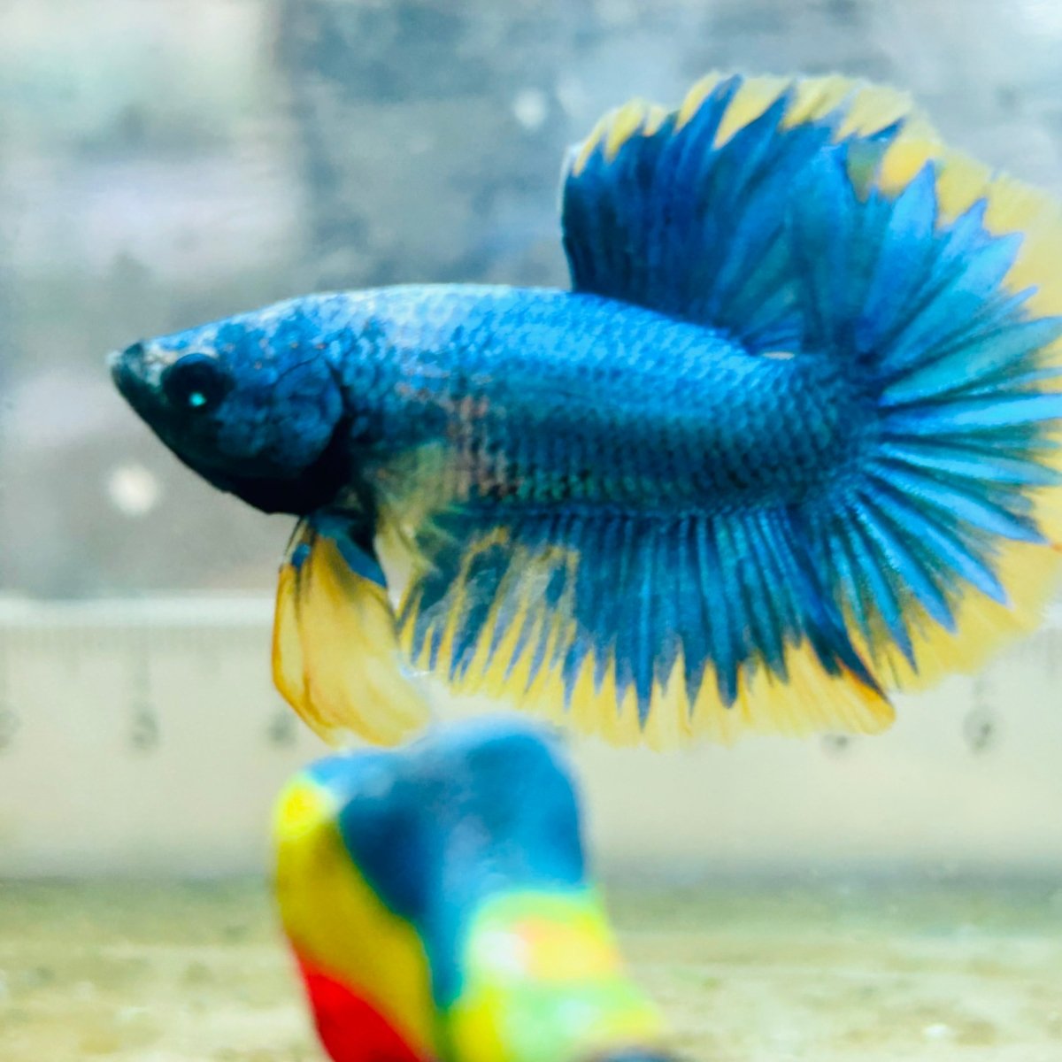 Plakat Yellow Fancy Mascot Male Betta