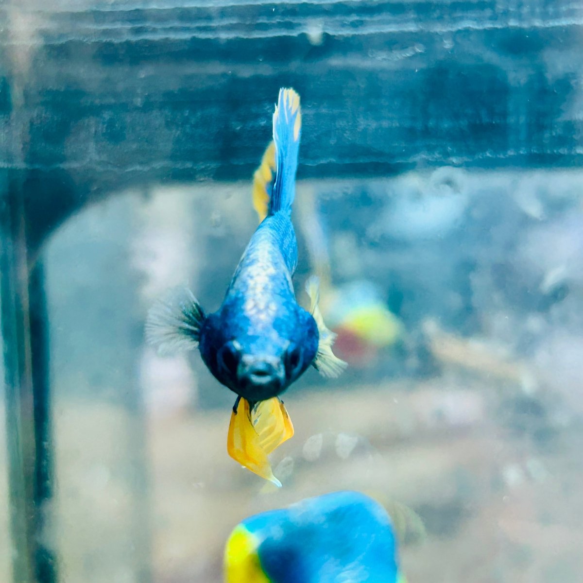Plakat Yellow Fancy Mascot Male Betta