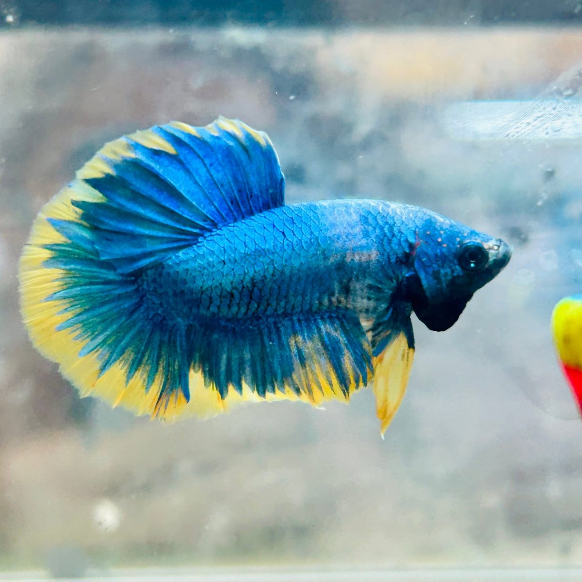 Plakat Yellow Fancy Mascot Male Betta
