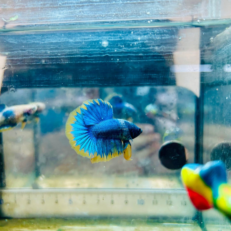 Plakat Yellow Fancy Mascot Male Betta Live Betta Fish Male betta