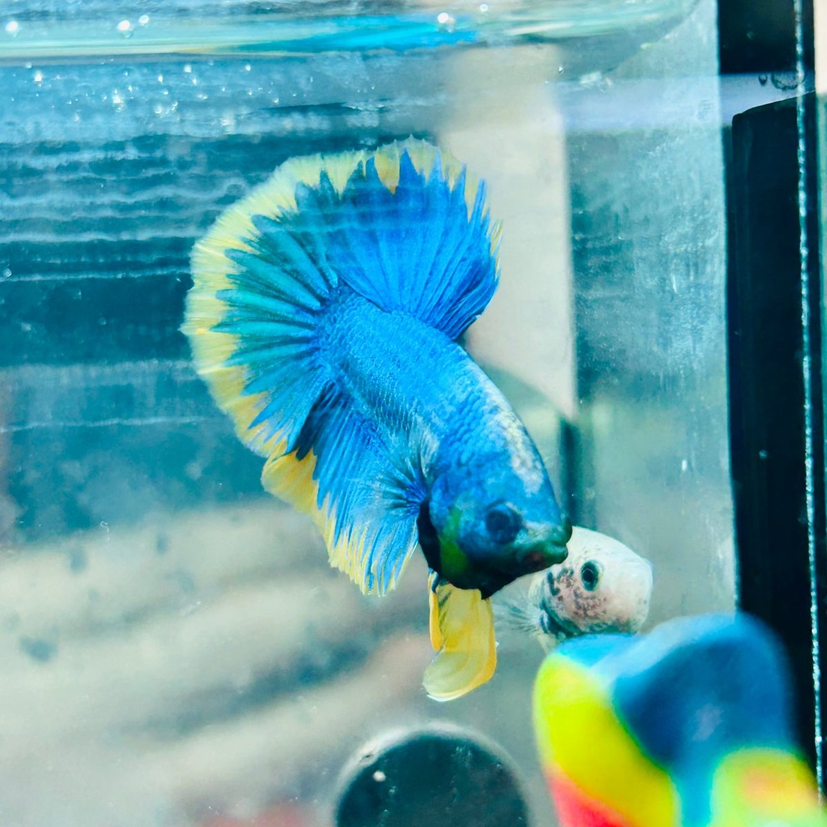Plakat Yellow Fancy Mascot Male Betta