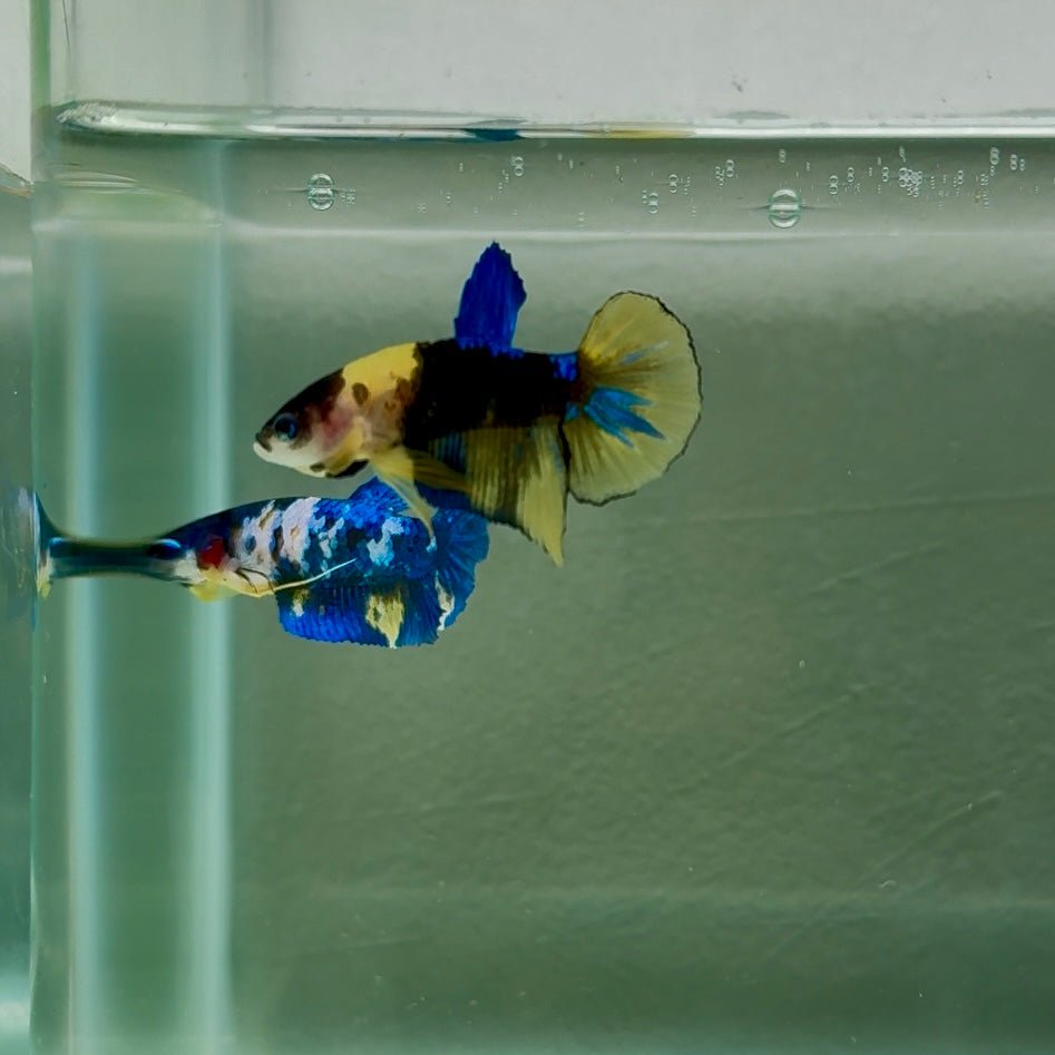 Plakat Yellow Galaxy Koi Male Betta N132