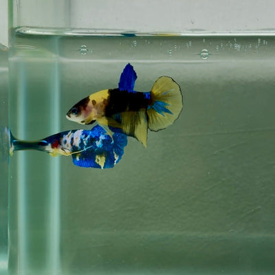 Plakat Yellow Galaxy Koi Male Betta N132
