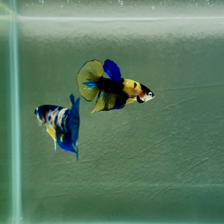 Plakat Yellow Galaxy Koi Male Betta N132