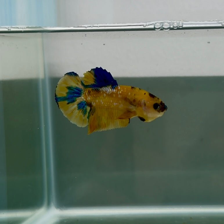 Plakat Yellow Galaxy Koi Male Betta N133