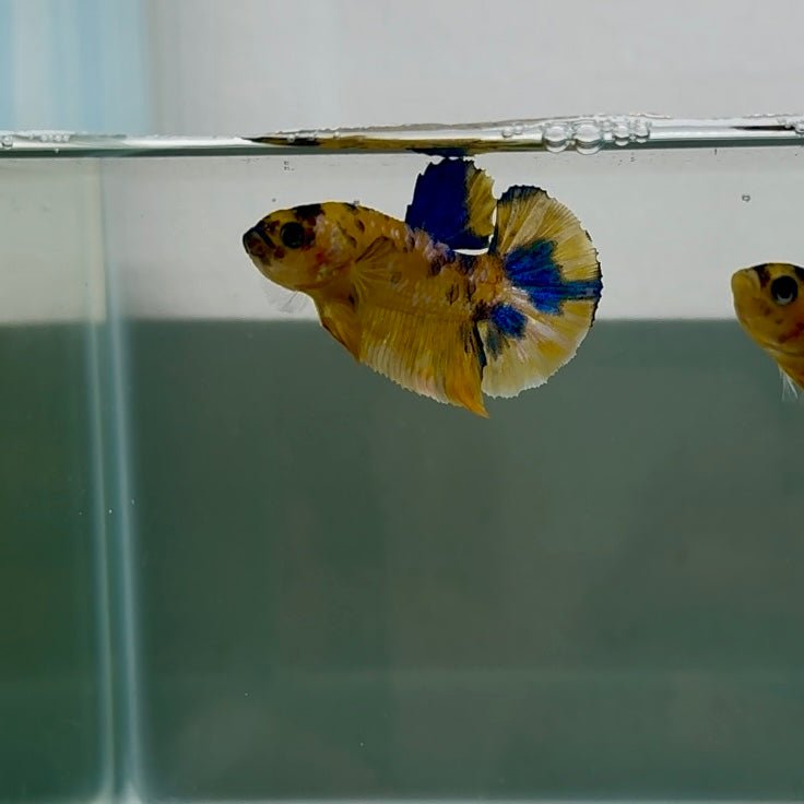 Plakat Yellow Galaxy Koi Male Betta N133