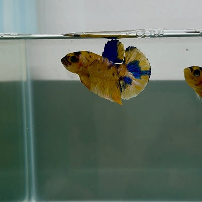 Plakat Yellow Galaxy Koi Male Betta N133