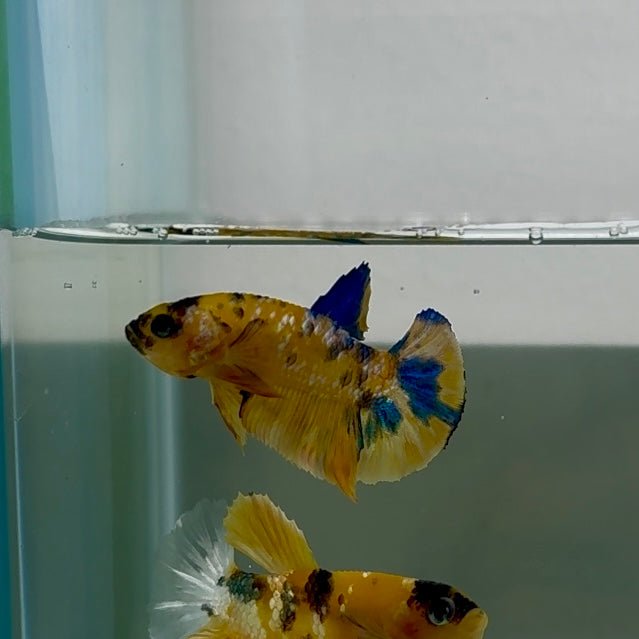 Plakat Yellow Galaxy Koi Male Betta N133