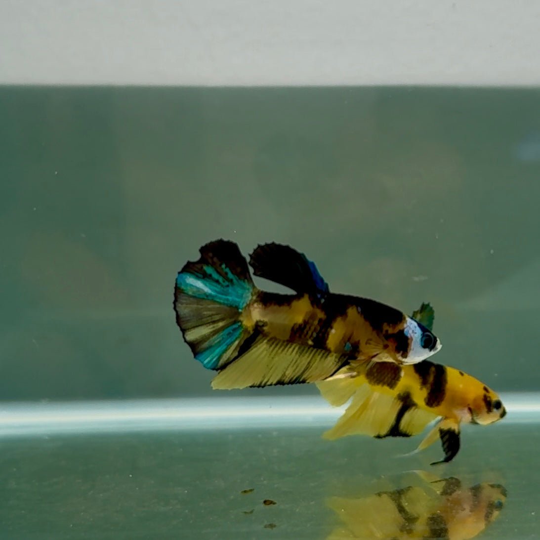 Plakat Yellow Galaxy Koi Male Betta N136