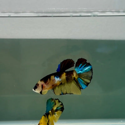Plakat Yellow Galaxy Koi Male Betta N136