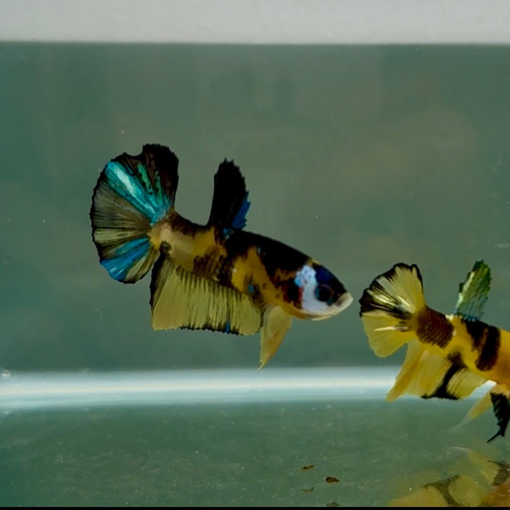 Plakat Yellow Galaxy Koi Male Betta N136