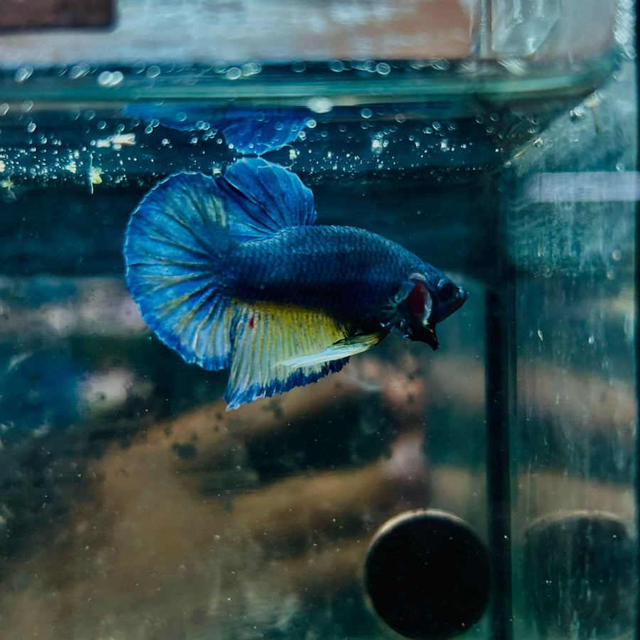 Plakat Yellow Gas Male Betta 134 Male betta