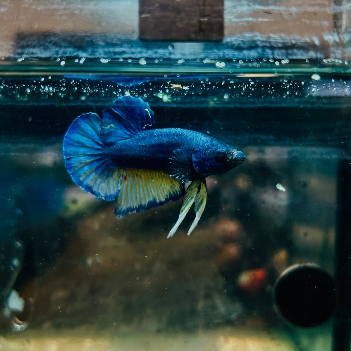 Plakat Yellow Gas Male Betta 134 Male betta