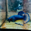 Plakat Yellow Gas Male Betta 134 Male betta