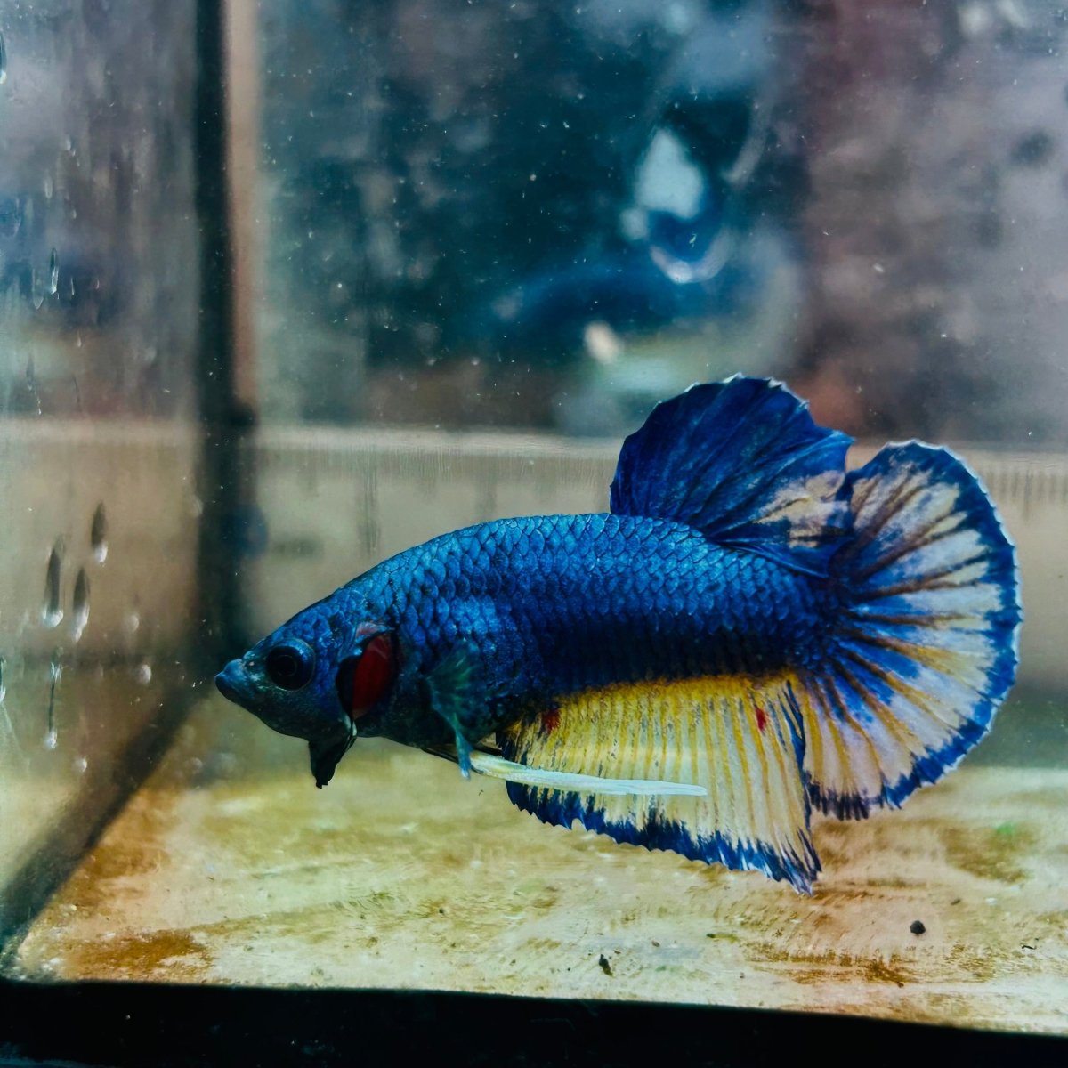 Plakat Yellow Gas Male Betta 134 Male betta