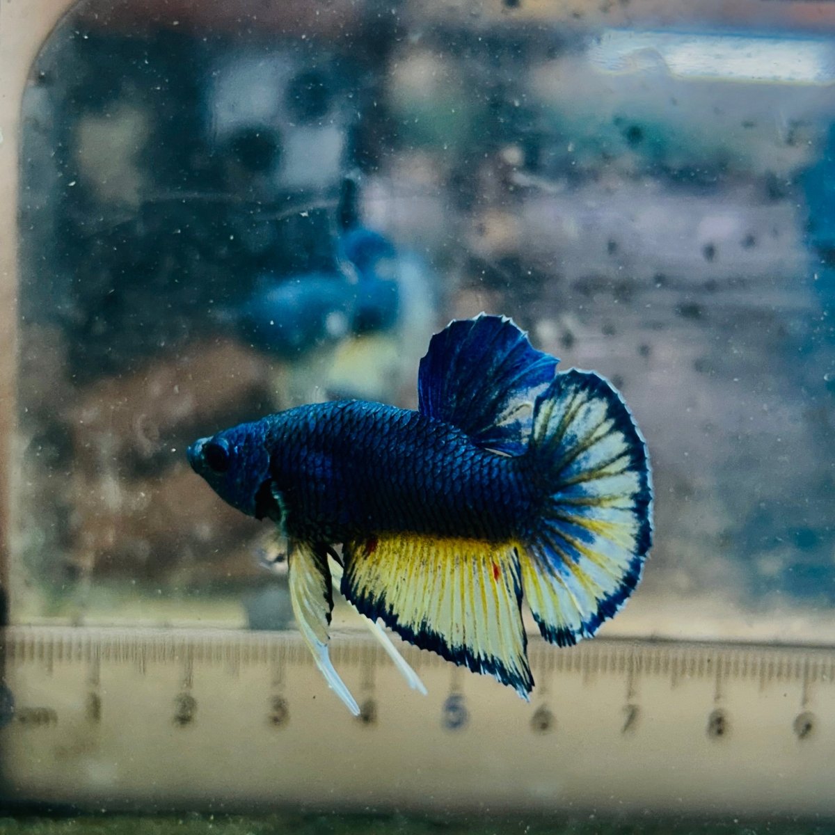 Plakat Yellow Gas Male Betta 134 Male betta