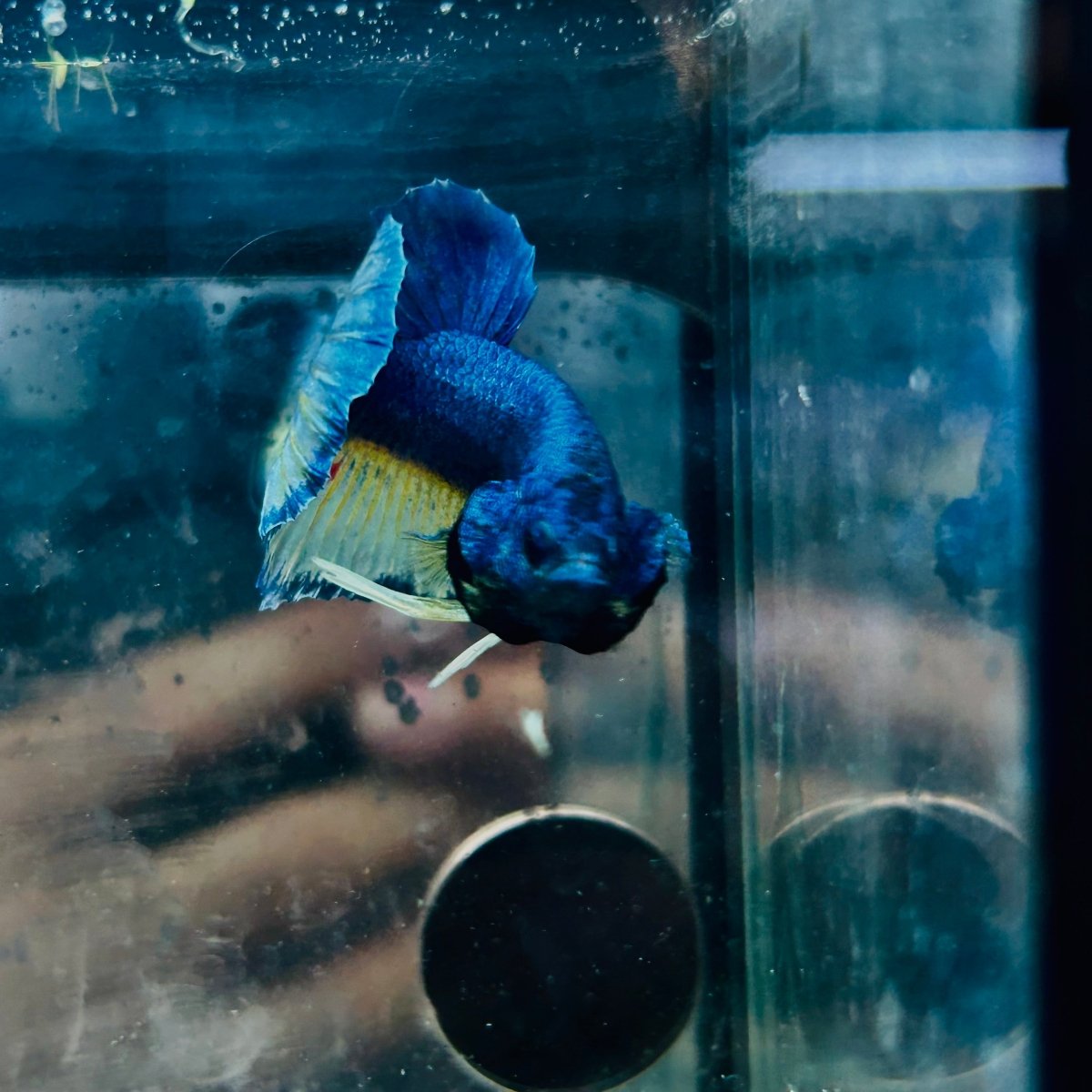 Plakat Yellow Gas Male Betta 134 Male betta