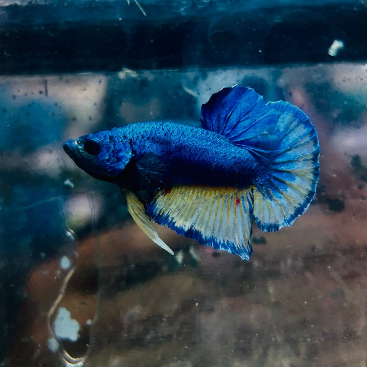 Plakat Yellow Gas Male Betta 134 Male betta