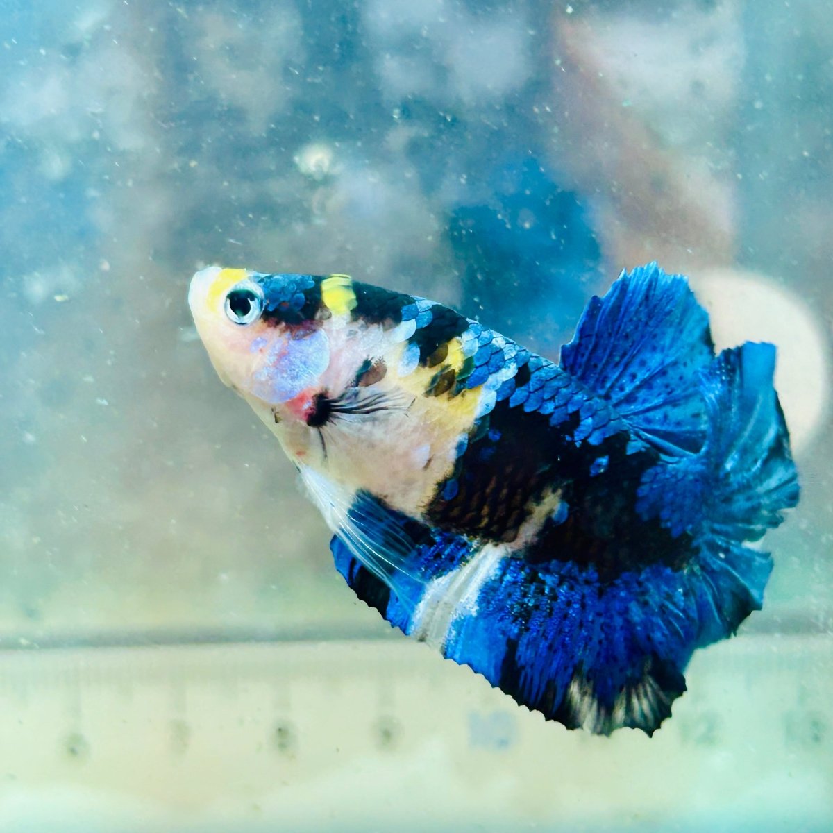 Betta macho Plakat Koi amarillo y negro #027