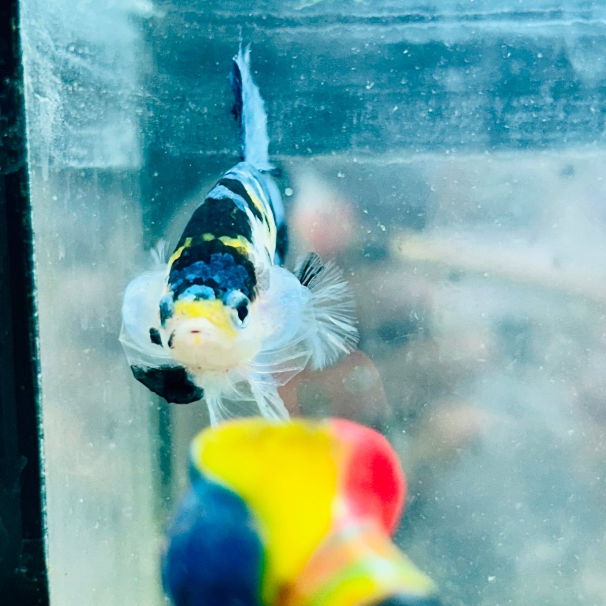 Betta macho Plakat Koi amarillo y negro #027