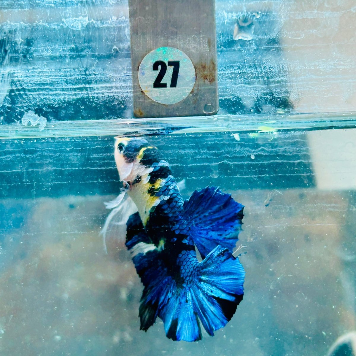 Betta macho Plakat Koi amarillo y negro #027