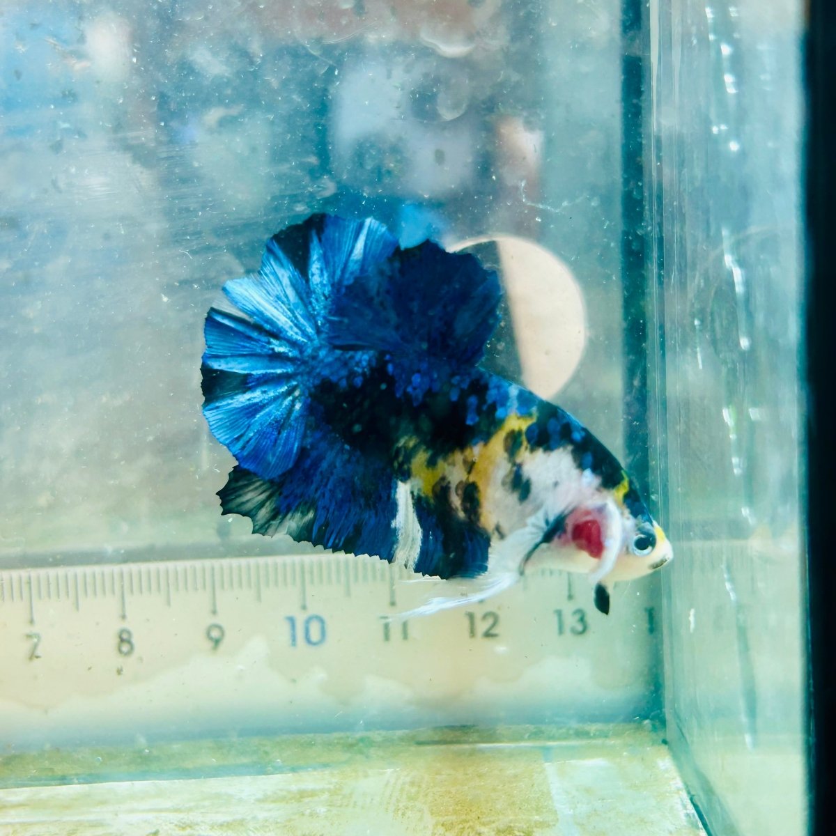 Betta macho Plakat Koi amarillo y negro #027