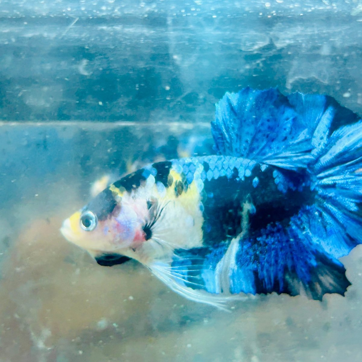 Betta macho Plakat Koi amarillo y negro #027