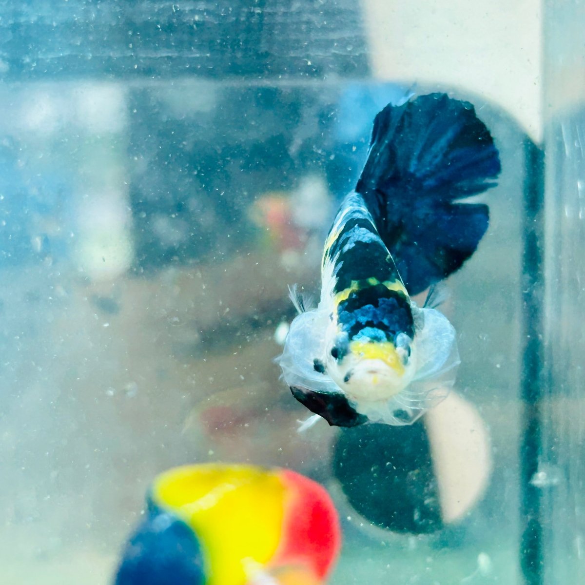 Betta macho Plakat Koi amarillo y negro #027