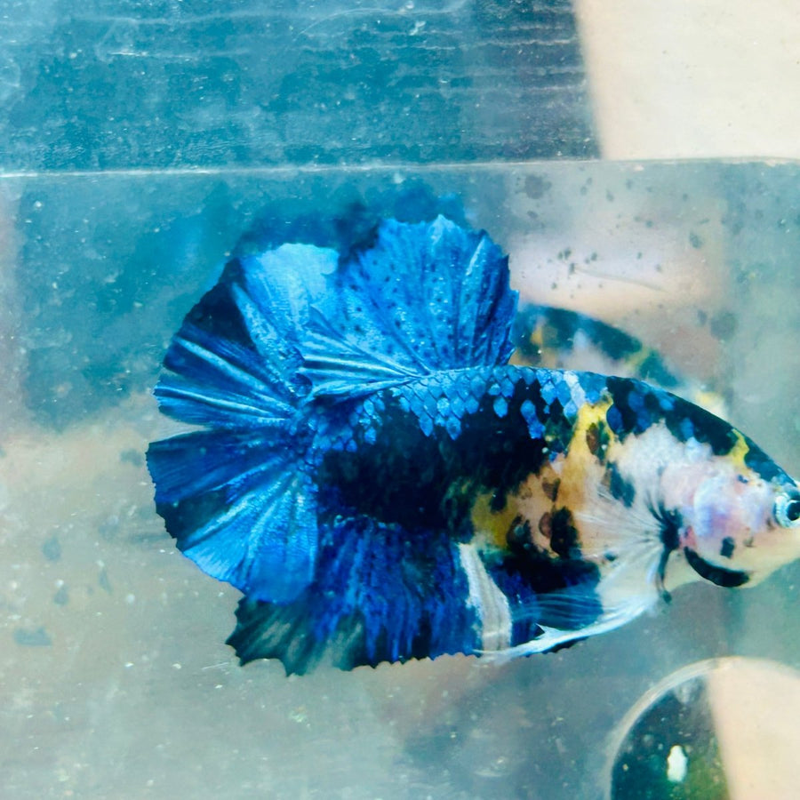 Plakat Yellow Koi Black Male Betta 027 Male betta