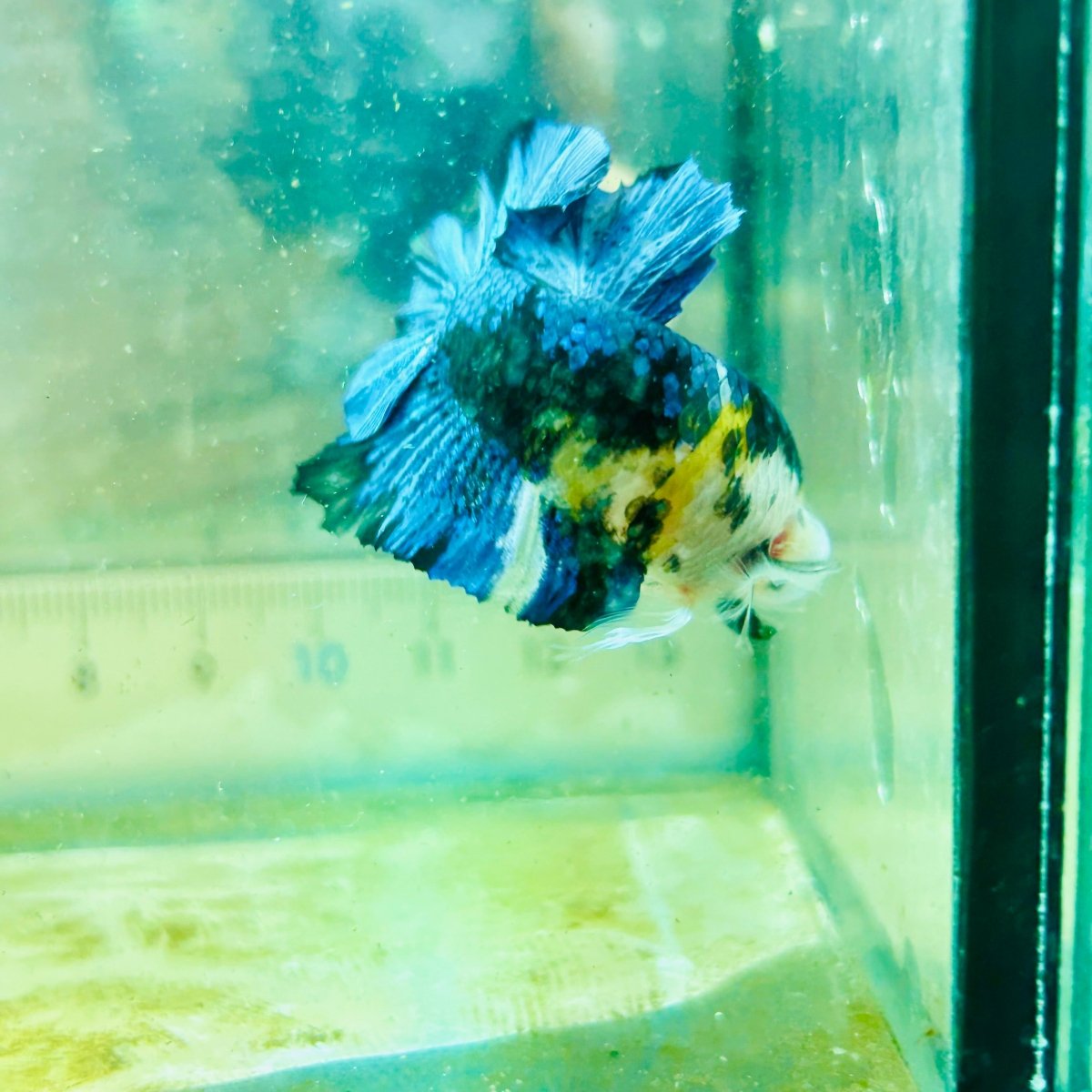 Betta macho Plakat Koi amarillo y negro #027