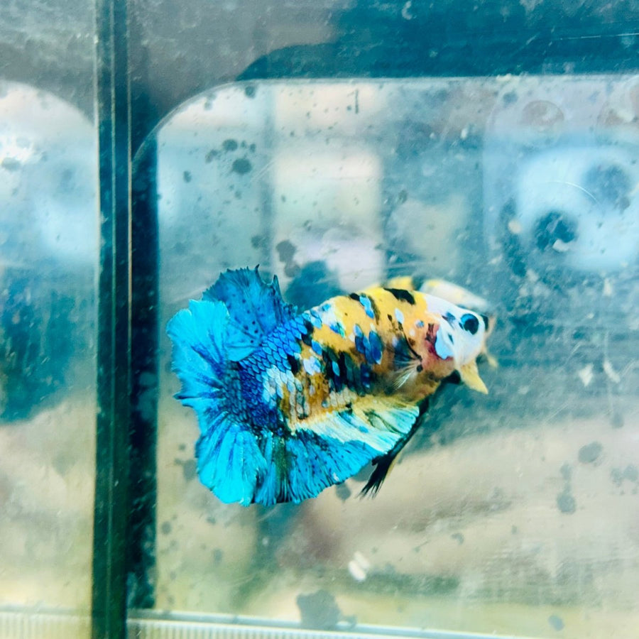 Plakat Yellow Koi Galaxy Male Betta 084 Male betta