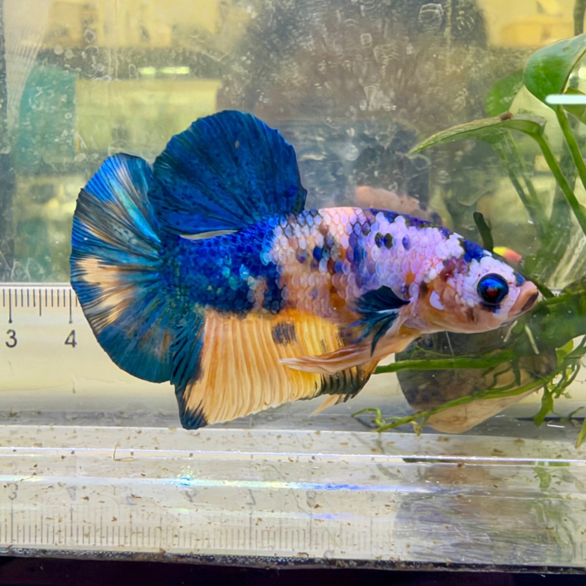 Plakat Yellow Koi Male Betta #118