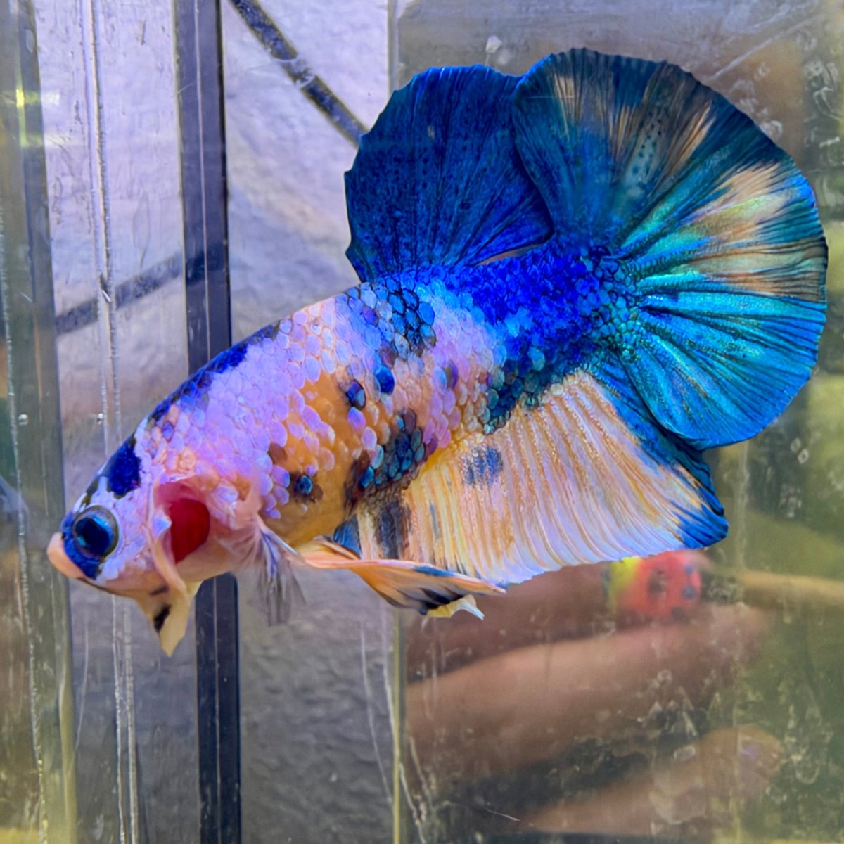 Plakat Yellow Koi Male Betta #118