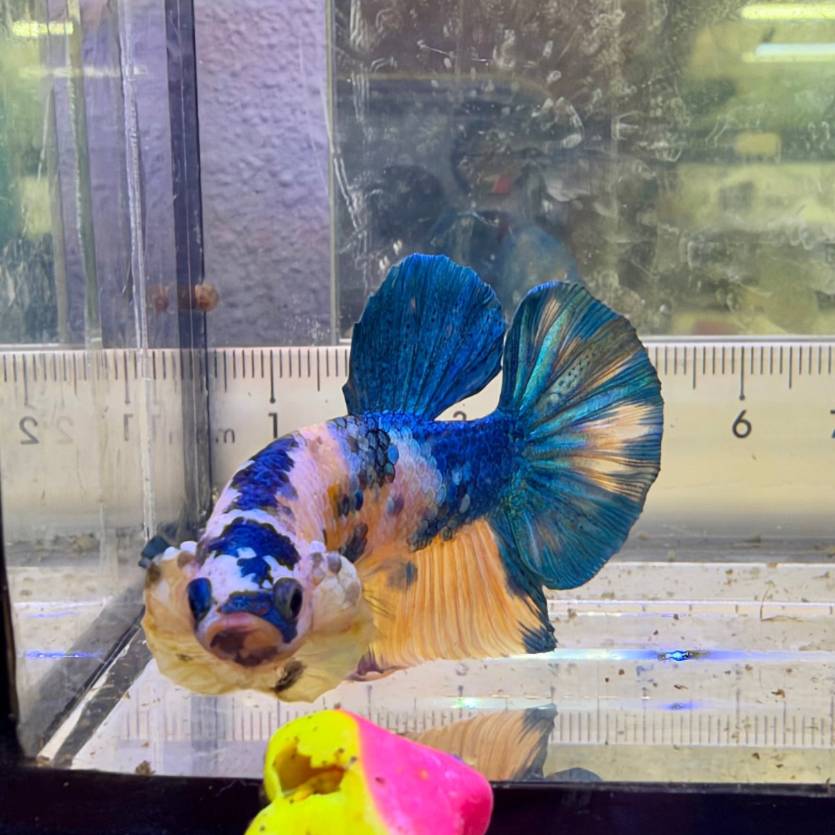 Plakat Yellow Koi Male Betta #118