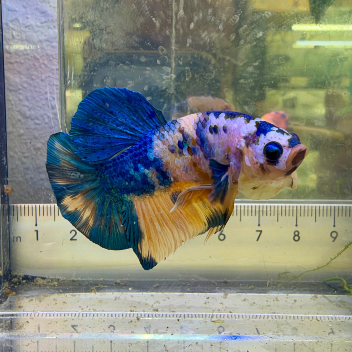 Plakat Yellow Koi Male Betta #118