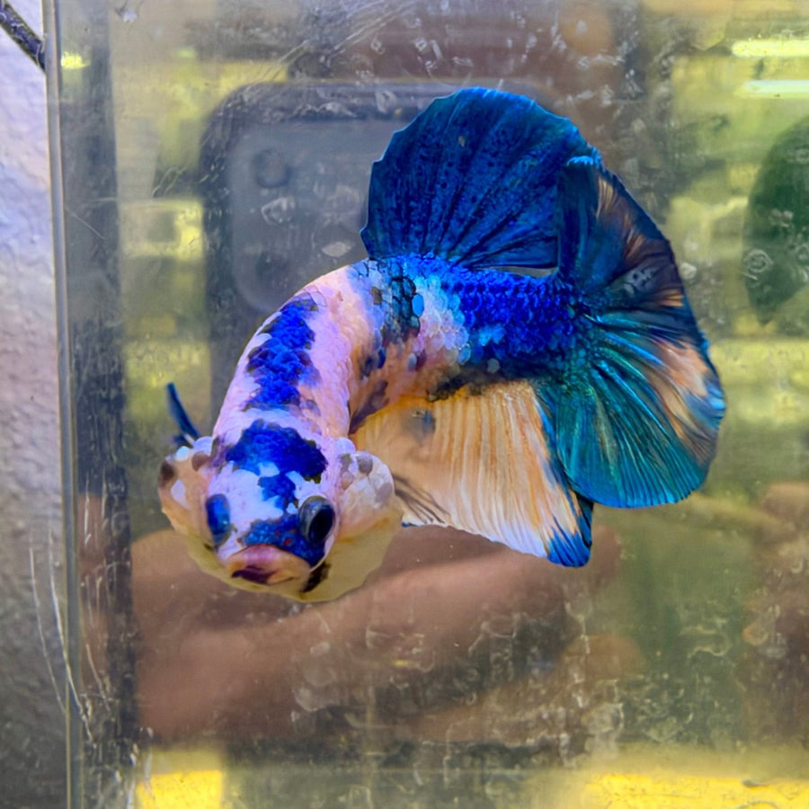 Plakat Yellow Koi Male Betta #118 Live Betta Fish Male betta
