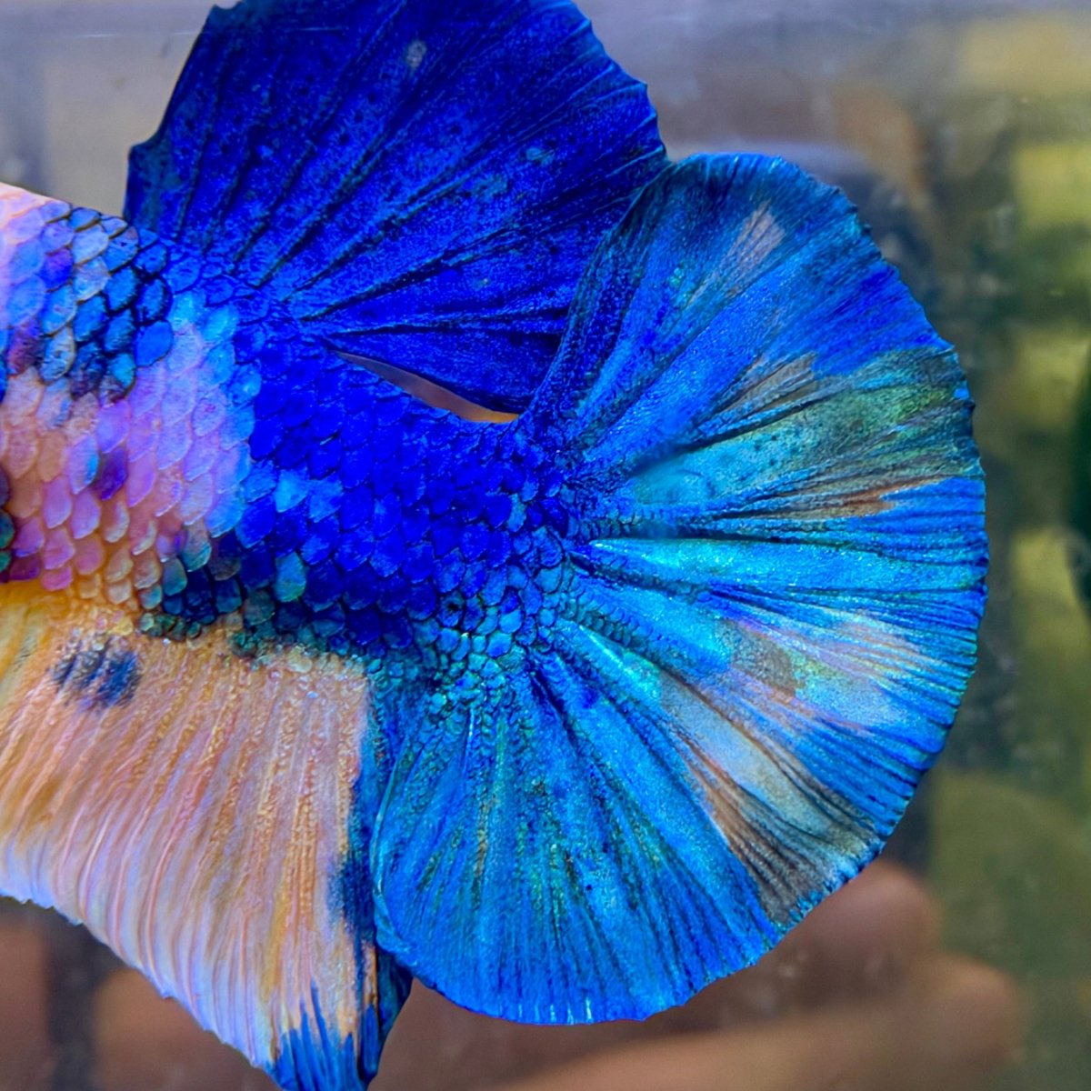 Plakat Yellow Koi Male Betta #118