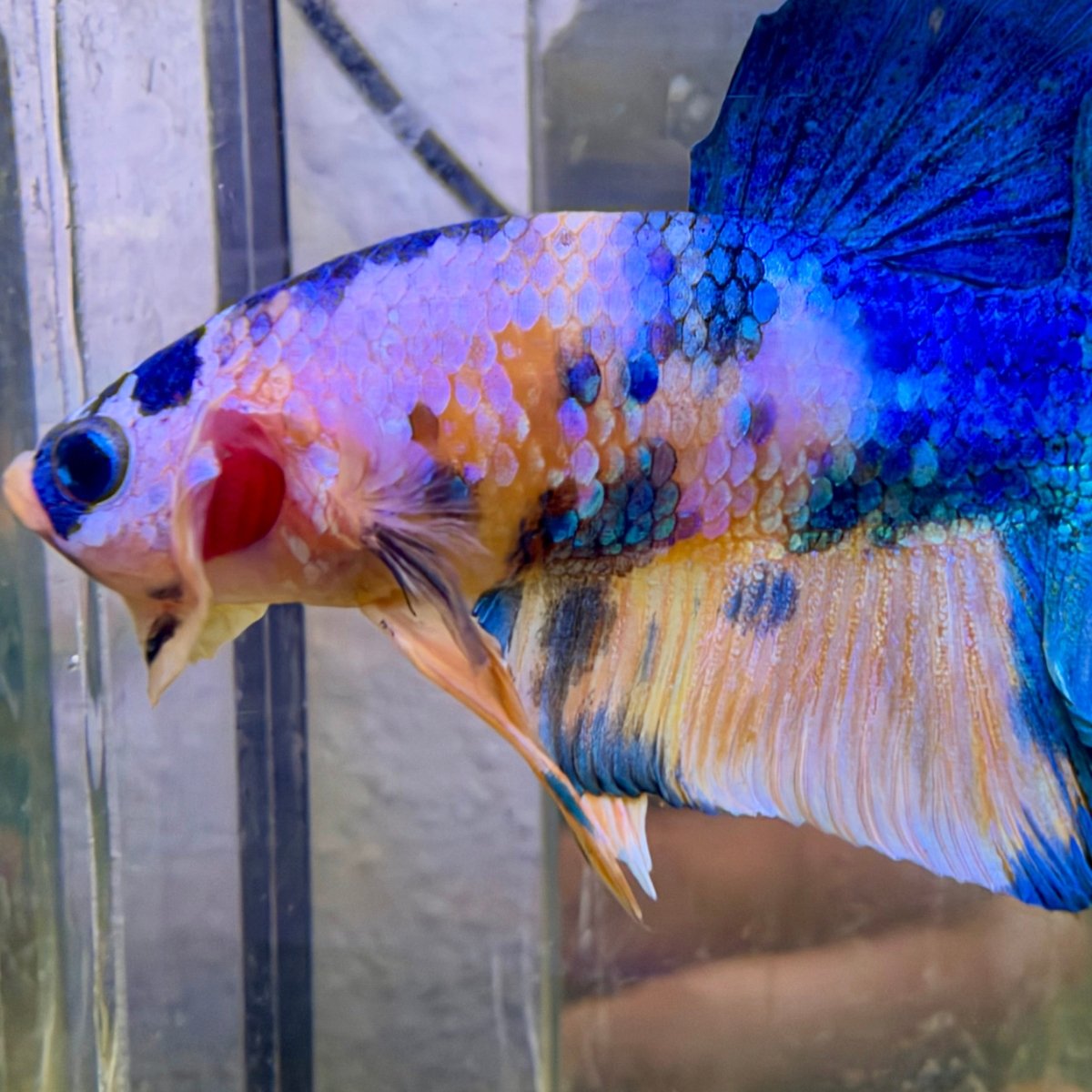 Plakat Yellow Koi Male Betta #118