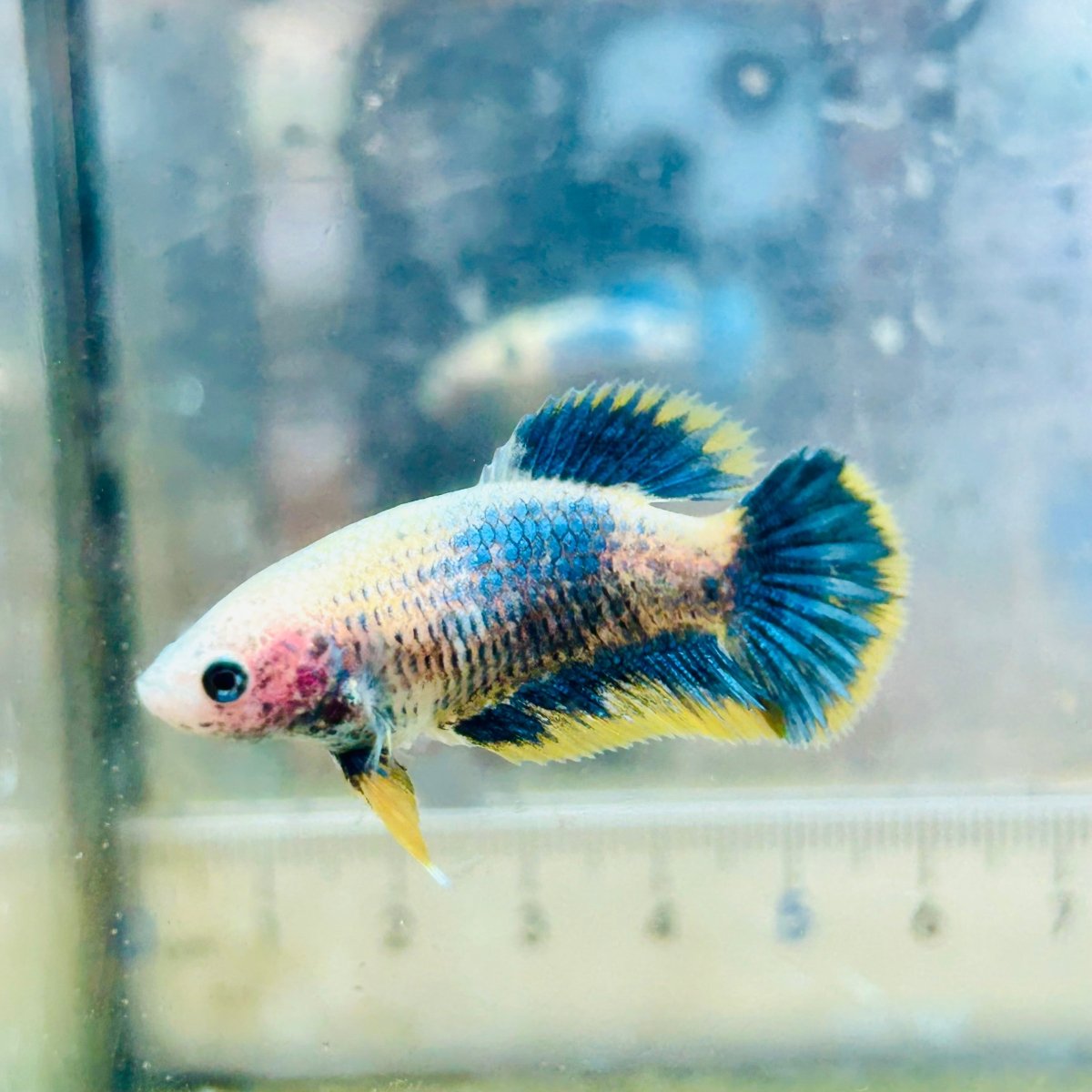 Plakat Yellow Mascot Female Betta