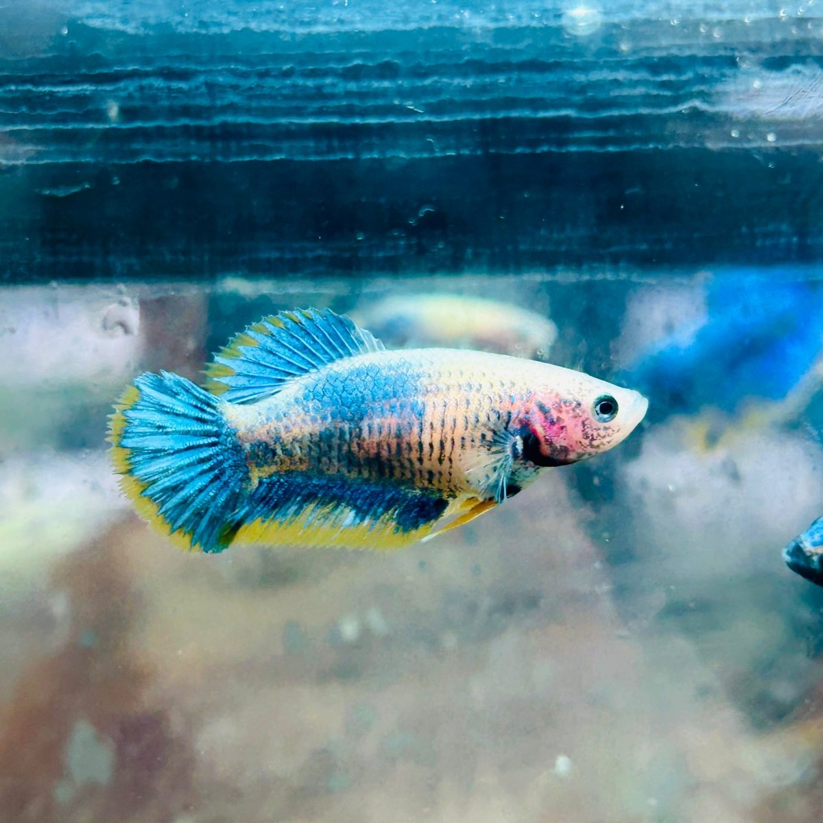 Plakat Yellow Mascot Female Betta