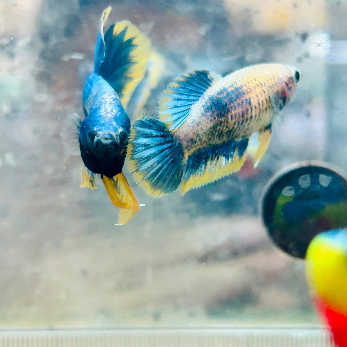 Plakat Yellow Mascot Female Betta