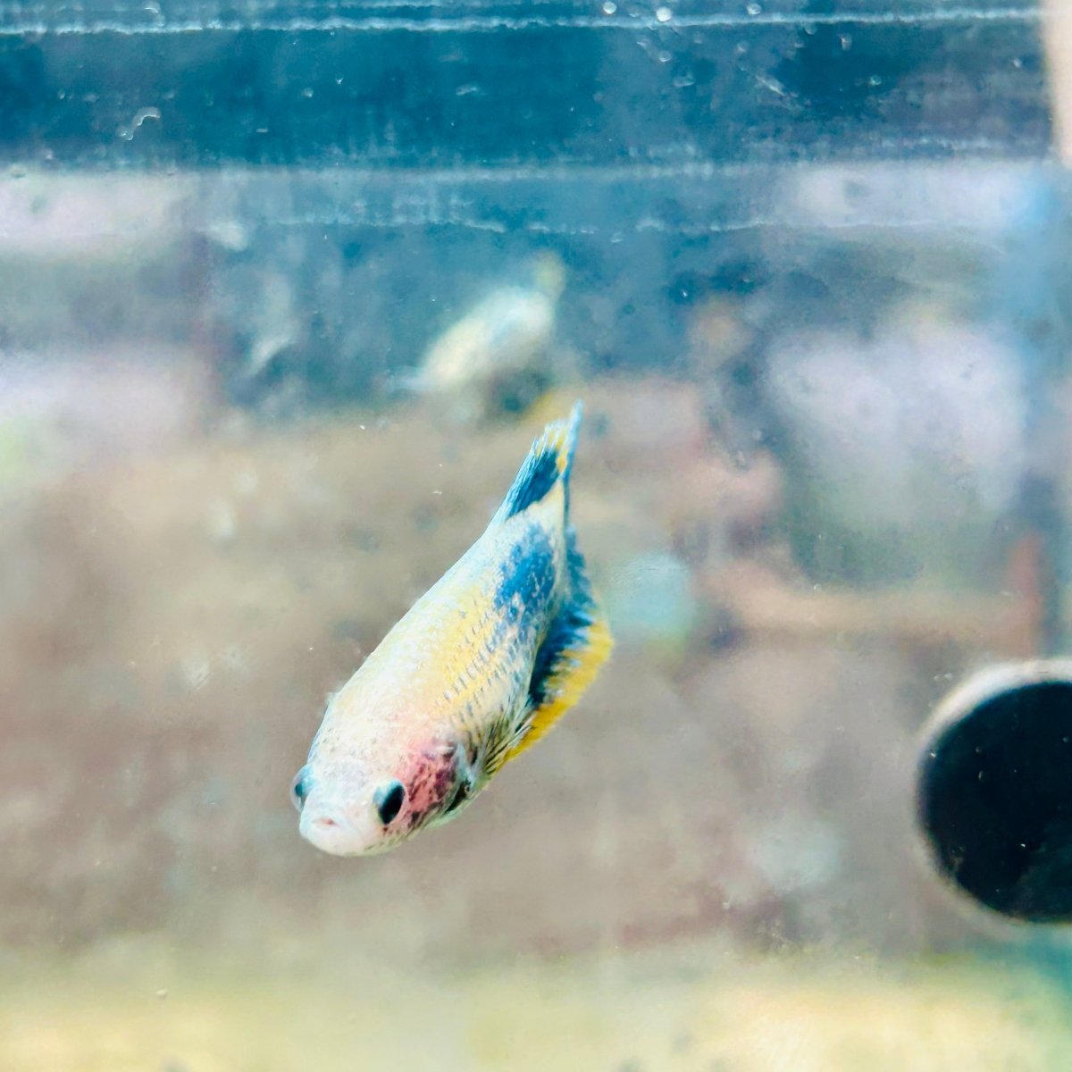 Plakat Yellow Mascot Female Betta