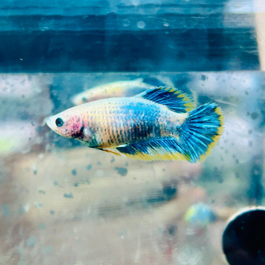 Plakat Yellow Mascot Female Betta Live Betta Fish Female betta